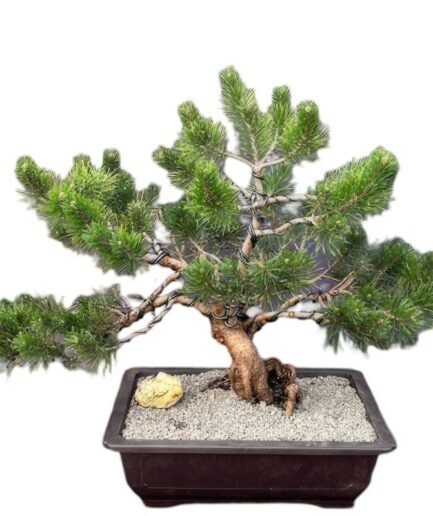 Dwarf Mugo Pine Bonsai Tree (Pinus mugo 'pumilio')