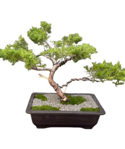 Golden Chinese Juniper Bonsai Tree Trained in Jin Style (Juniperus × pfitzeriana 'Old Gold')