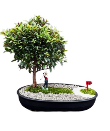Flowering Brush Cherry Bonsai Tree  Miniature Golf Course Scene  (eugenia myrtifolia)