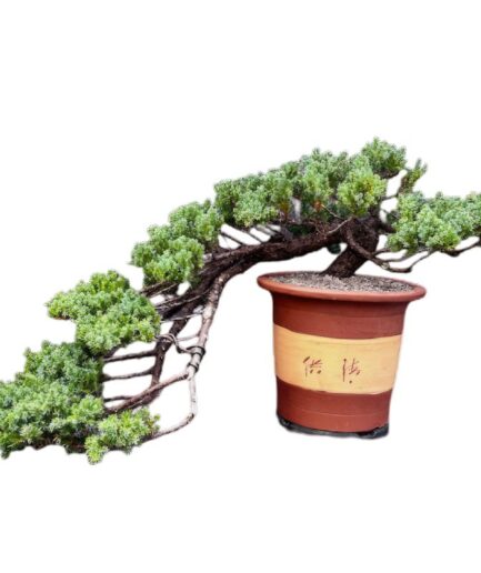 Juniper Bonsai Tree - Cascade Style  (juniper procumbens nana)