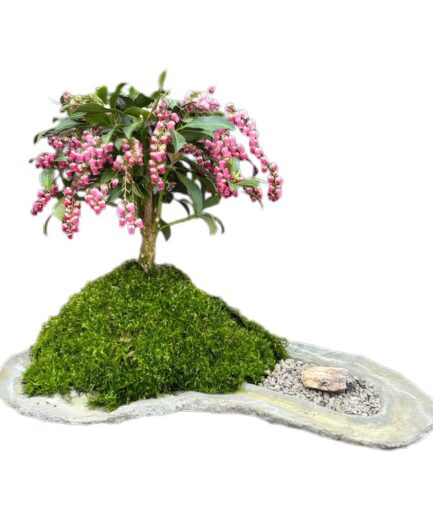 Flowering Mountain Fire Japanese Andromeda Bonsai Tree Planted on Rock Slab (Pieris japonica 'Mountain Fire')