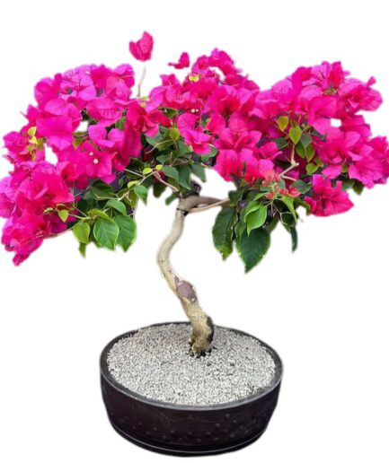 Flowering Bougainvillea Bonsai Tree  (Pink Pixie)