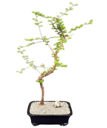 Trained Redwood Bonsai Tree  (metasequoia glyptostroboides)