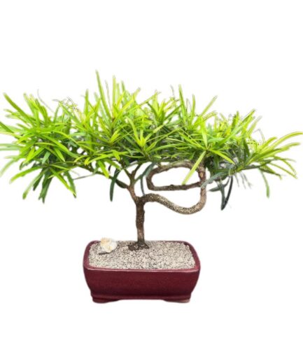 Trained Flowering Podocarpus Bonsai Tree  (podocarpus macrophyllus)