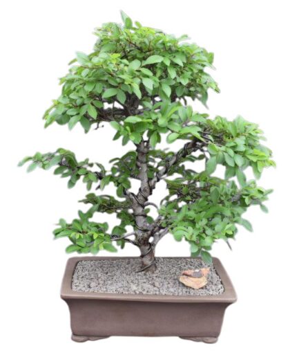 Trained Chinese Elm Bonsai Tree  (ulmus parvifolia)