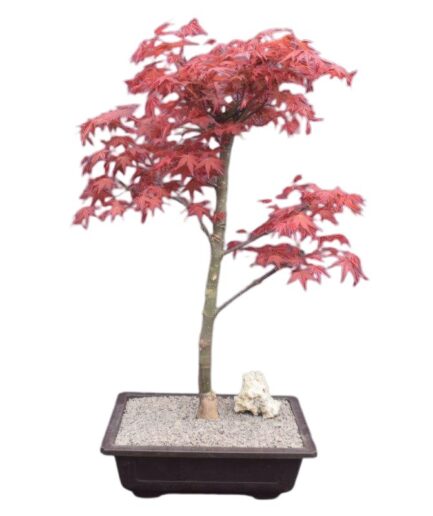 Japanese Red Maple Bonsai Tree (Acer Palmautm ‘Shin-Deshojo’)